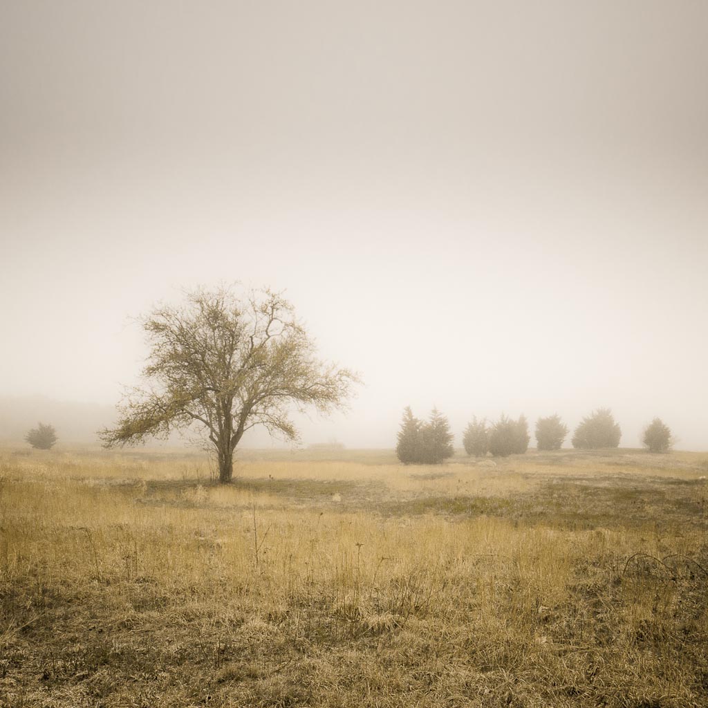 Morning Glory Tree